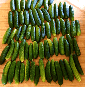Cucumbers before being processed and canned